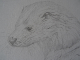 Zwaan en otter